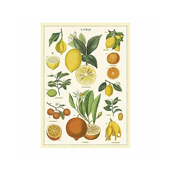 Cavallini Papers & Co. Inc, Citrus Wrap, 20x28 inches (WRAP/Citrus) – Bild 3