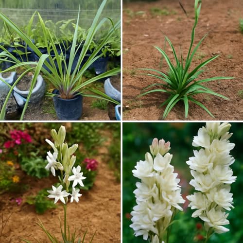 Image of Rajnigandha Tuberose Flower Bulbs, White Night Fragrant Blooms, Pack of 10 Healthy Bulbs, Easy Grow for Balcony Terrace Home Garden