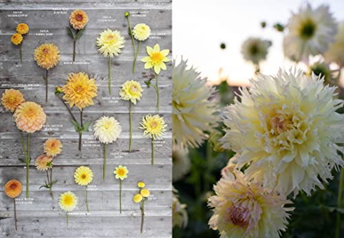 Floret Farm's Discovering Dahlias: A Guide to Growing and Arranging Magnificent Blooms (Floret Farms x Chronicle Books) - Image 11