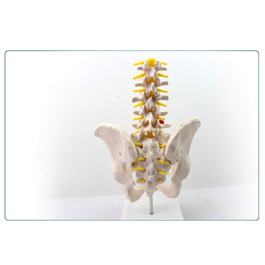 Model dydaktyczny, anatomiczny model miednicy-męska miednica z pięcioma modelami kręgów lędźwiowych-materiał PVC anatomia człowieka naukowy anatomiczny model człowieka-do nauczania materiałów medyczny