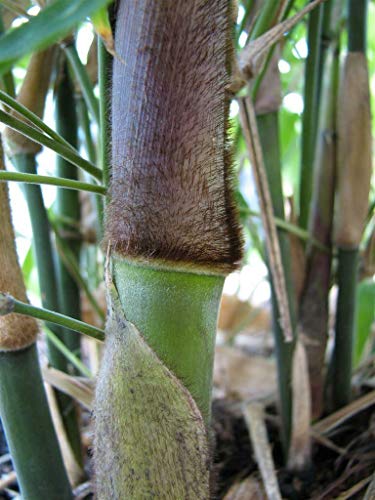 Dendrocalamus Giganteus Seeds - 100 Seeds - Male Bamboo Seeds, Iron Bamboo, Giant Calcutta Bamboo Seeds (Dendrocalamus Strictus) - Pack Of 100 Rare Seeds - Qo Seeds #TOP4