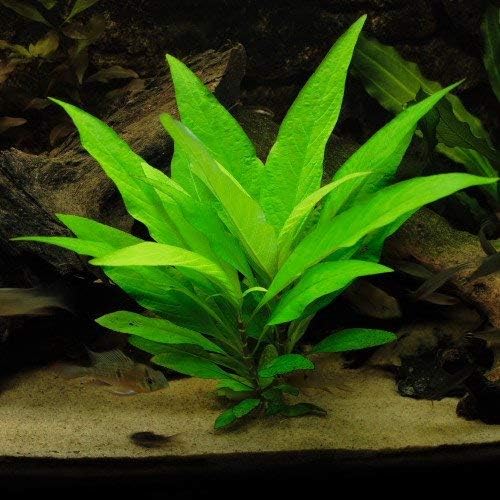 Premier Plants Hygrophila Corymbosa (Temple Mint/Gaint Hygro) Live Aquatic Plant