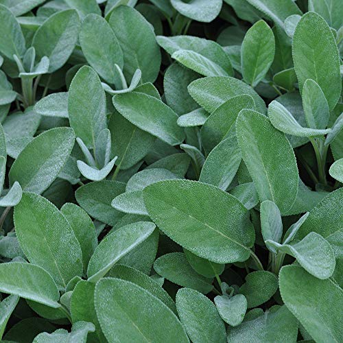 Sage Plug Plants. 'Culinaria'. Salvia. Perennial Cooking herb Known as