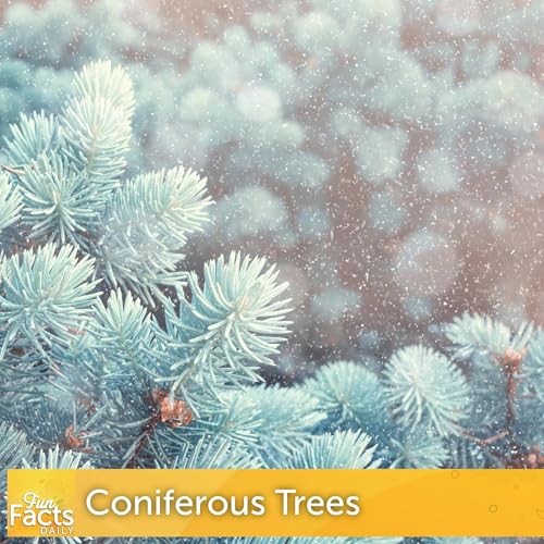 Fun Facts About Coniferous Trees