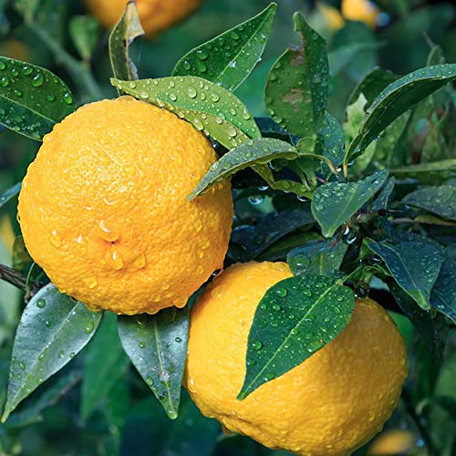 ゆずの苗木 品種 花柚子とも呼ばれ 本柚子と比べて実が良く 1年目で実がなりやすい品種です 料理にも使えますが 柚子風呂としても使えます また 花の香りが良く 鑑賞用としても 耐暑性 耐寒性があり 強健で栽培が簡単で初心者にも育てやすい Itanse ゆず ゆずの苗木 品種 花柚子とも呼ばれ 本柚子と比べて実が良く 1年目で実がなりやすい品種です 料理にも使えますが 柚子風呂としても使えます また 花の香りが良く 鑑賞用としても 耐暑性 耐寒性があり 強健で栽培が簡単で初心者にも育てやすい Itanse ゆず