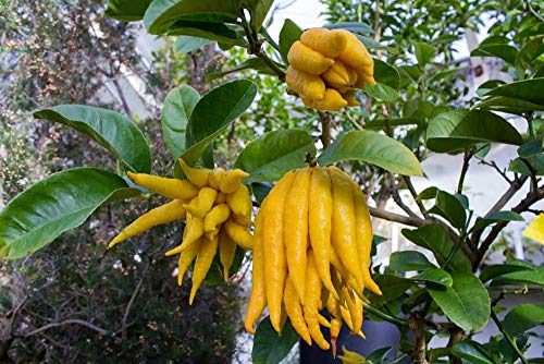 Buddha's Hand Citrus Tree - Indoors/Out - No Ship to Tx,Fl,Az,Ca,La,Hi - 5" Pot Buddha's Hand Citrus Tree - Indoors/Out - No Ship to Tx,Fl,Az,Ca,La,Hi - 5" Pot