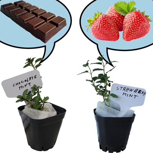 Chocolate+Strawberry Mint Plants. Live, Fragrant, Fresh, Edible. Easy Grow. Indoor/Outdoor. (Choc+Strawberry Mint Cups)