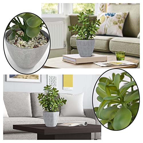 La Mejor Selección de Planta jade los 7 más buscados. 3 Imagen adicional