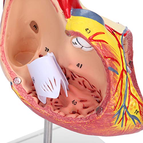 Image of Human Heart Model 48 Anatomical Internal Structures, 2-Part Life Size Anatomically Accurate Numbered Heart Model, 3 x Removable Parts for Teaching use