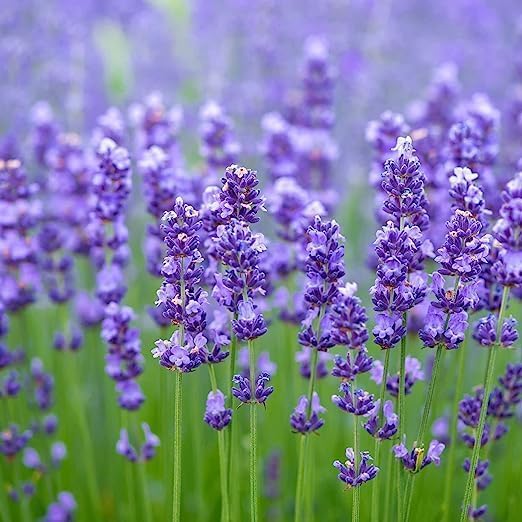 Greenpoint Lavender Plant Healthy Live Plant (Pack of 1).