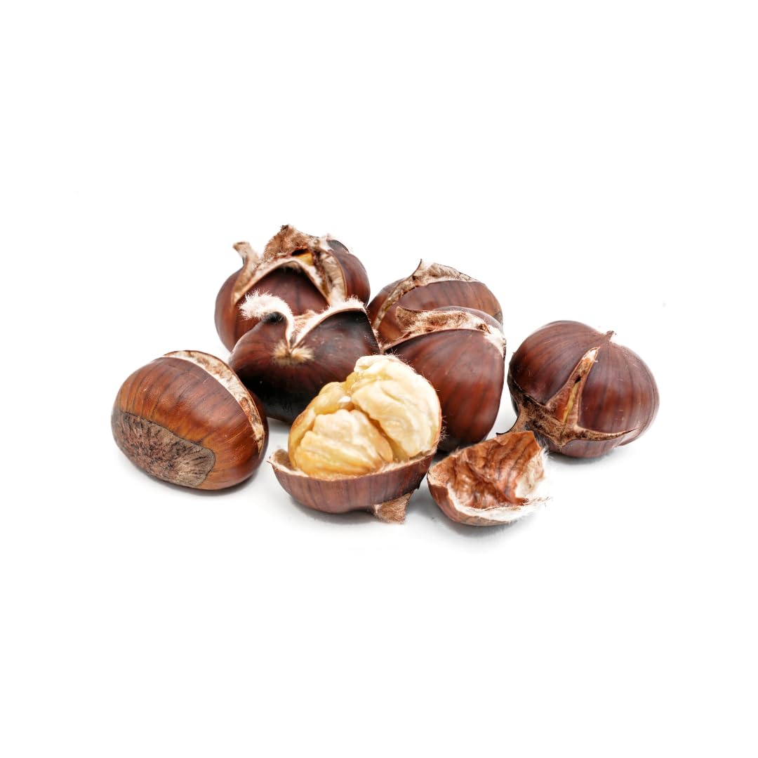 EURO PLANTS Bouche de Betizac Pianta da Frutto di Marroni Vaso 20x26 cm