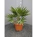 Chamaerops humilis 'Vulcano' 60-80 cm - Kompakte Zwerg-Palme - Palme