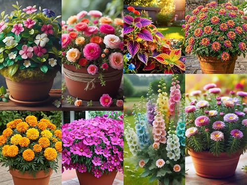 Image of Low Maintenance Hybrid Flower Seeds Combo Pack- All Year Flower Seeds Supply (8 VARIETIES NORTH INDIA ALL YEAR)