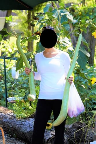 TomorrowSeeds - Cucuzza Squash Seeds - 120+ Count - for 2026 Planting Lagenaria siceraria Cucuzzi Snake Gourd Italian Tromboncino Long Bottle Calabash Dudhi Lauki Vegetable Grow Your Own Home Farm