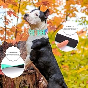 Heavy Duty Dog Collar Tactical Dog Collar with Neoprene Padded,Metal Buckle Dog Collar Reflective Nylon Collar for Medium Large Dog’s Walking (Teal, Large)