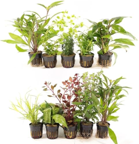 10 Assorted Potted Live Plants