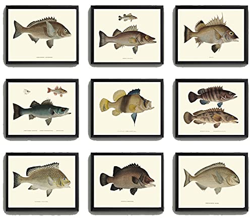 Fish Wall Art Print Set of 9 Prints Beautiful Vintage Antique Lake River Cottage Farmhouse Home Room Decor Wall Art Unframed Fj (8x10)