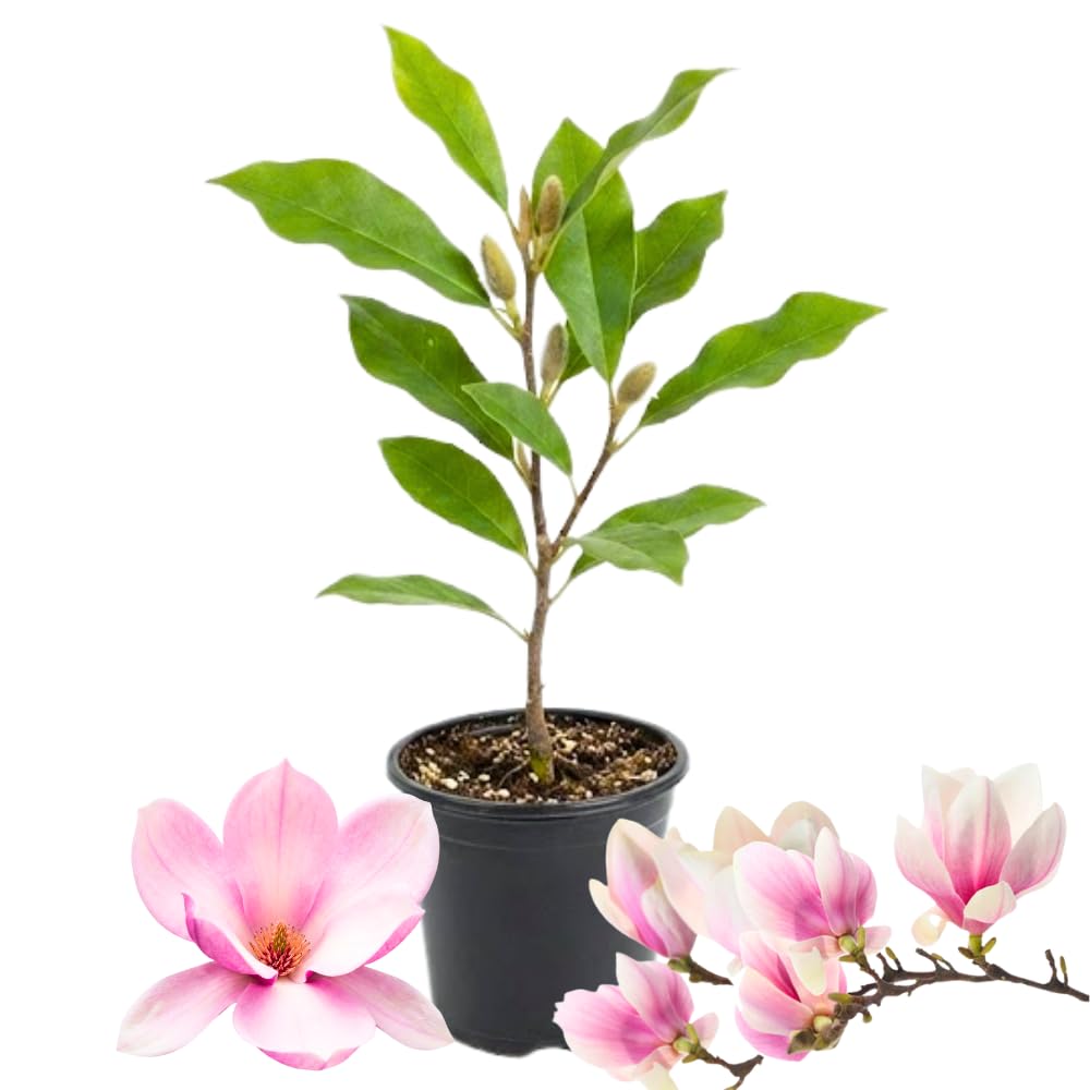 Magnolia Tree Live Plant for Planting, Magnolia Flowers Bush 6 to 12 Inches Height, in Pot, Fragrant Magnolia Shrub (Ann Magnolia)