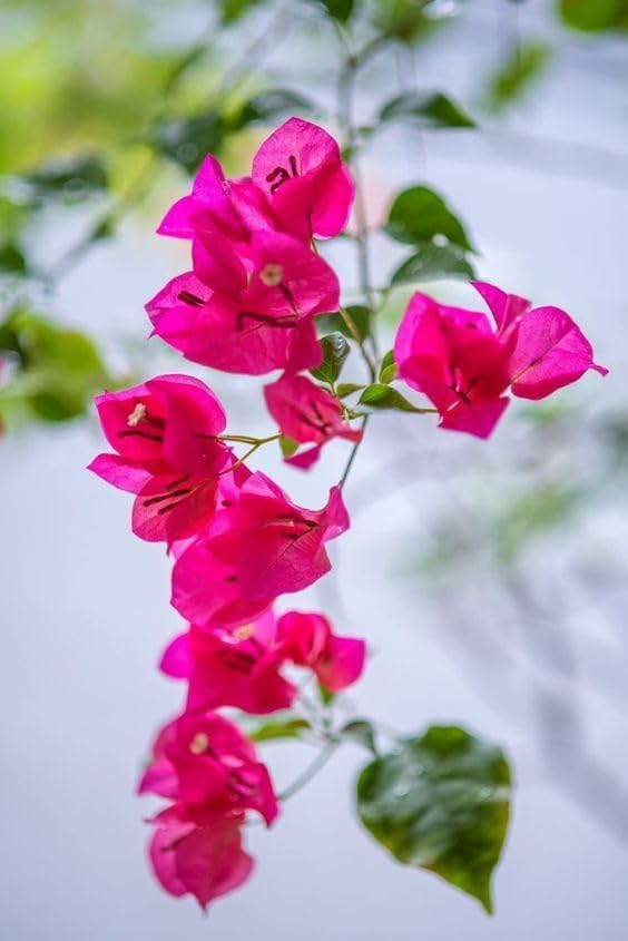 Image of live plants (PINK BOUGAINVELLIA)