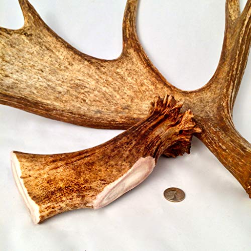 Mountain Dog Chews - Monster Moose Antler Dog Chew - Grade A Premium - Organic - Made in USA - No Mess