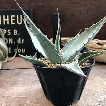 アガベ☆ハバディアーナジャイアント アガベ・ハバディアーナ｜Agave havardiana | DESERT INC.