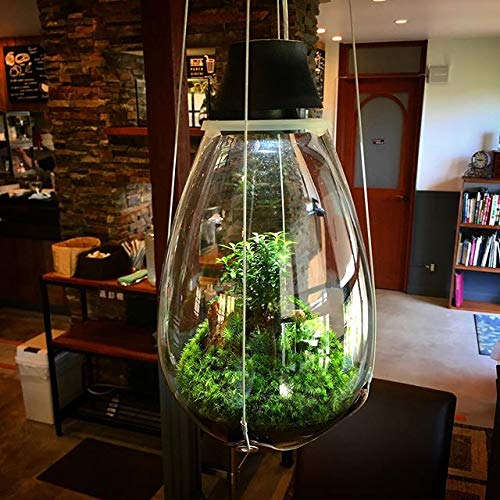Amazon.co.jp : Mosslight-モスライト LED照明付苔テラリウム