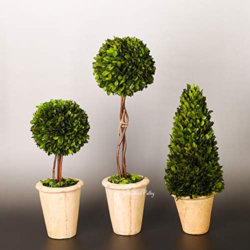 Real Boxwood Cone Topiary Preserved Natural Boxwood Plant Decor Green Boxwood Topiary For Home Office Bar Indoor Green Plant Decoration(Cone Tree Topiary, 17 Inch High) #TOP6