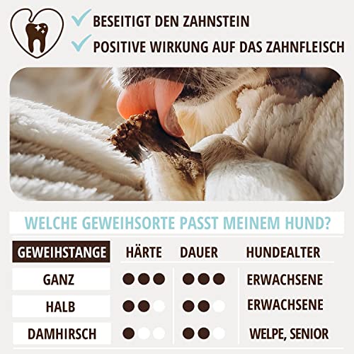 PetLove Damhirsch Geweihstange für Hunde & Welpen • Hirschgeweih Hund • Natürliches Geweih • Kauspielzeug Größe L (151-225g)