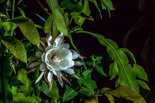 Image of Brahma Kamal Live Plant, Queen Of Nights, Saussurea Obvallata Unveiling the Secrets of the Queen of Himalayan Flowers, Ideal For Indoor & Outdoor,1 LIVE plant in Nursery Bag