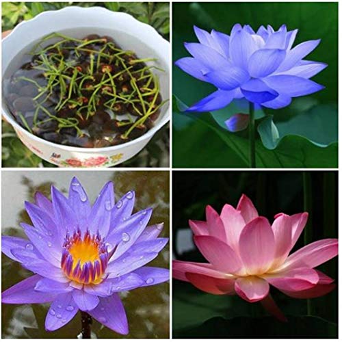 Graines De Lotus Sacré (Nelumbo Nucifera) - Embellissement Maison - Foto 5