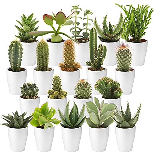 vdvelde.com - Ecoworld Mini Kakteen und Sukkulenten echte pflanzen mit topf  - Verschiedene Arten sehr pflegeleicht, bentigen wenig Wasser - 10 kaktus  und sukkulente  6 cm - Hhe 8-15 cm : Amazon.de: Garten