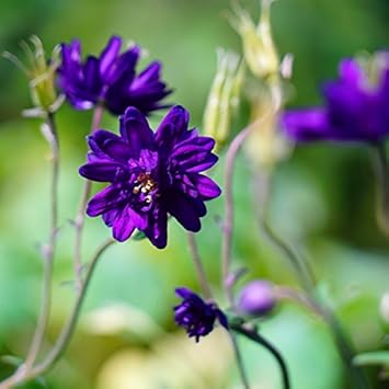 Amazon アクイレギア ブルーバロー 6号ポット大苗 八重オダマキ 宿根草 苗 多年草 耐寒性 日陰 花