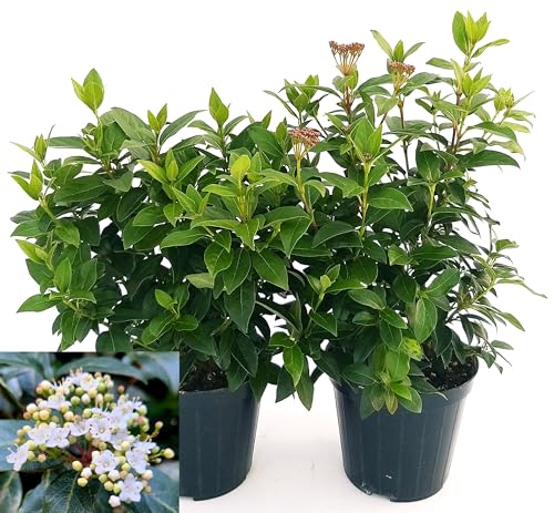 POWERS TO FLOWERS - VIBURNUM TINUS 2 PIANTE VASO 16CM DIAMETRO, VIBURNO TINO, piante vere