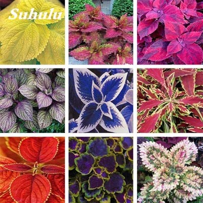 Fotcus Hot Sale 200 Pcs Rare Exotic Coleus Bonsai Flowers Potted Bonsai Garden Courtyard Balcony Mix Colors Begonia Flower Seedplants Color Mixed Buy Online In Aruba At Aruba Desertcart Com Productid 121197049