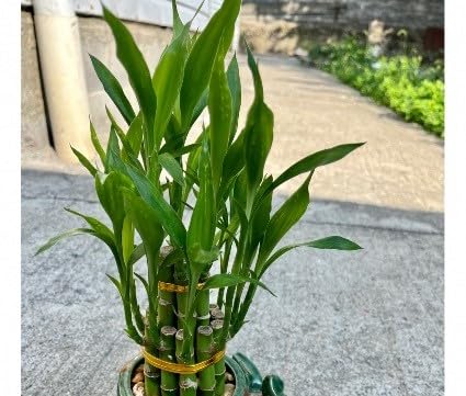 Lucky Bamboo Plant 6 Lucky Bamboo Sticks with Multi color Stones, Best feng shui plant Home, Office, Bedroom decoration (B0D2W9ZT1Z) Amazon Price History, Amazon Price Tracker
