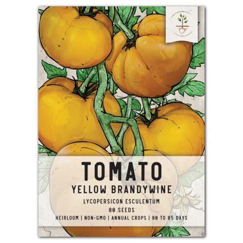 Seed Needs Yellow Brandywine Tomatoes image
