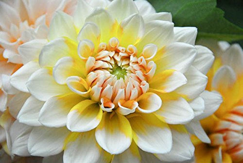 Creative Farmer Flower Seeds : Giant Dahlia Flowered Creamy Hybrid Seeds - Garden Flower Seeds Pack (B074RJ6ZHG) Amazon Price History, Amazon Price Tracker