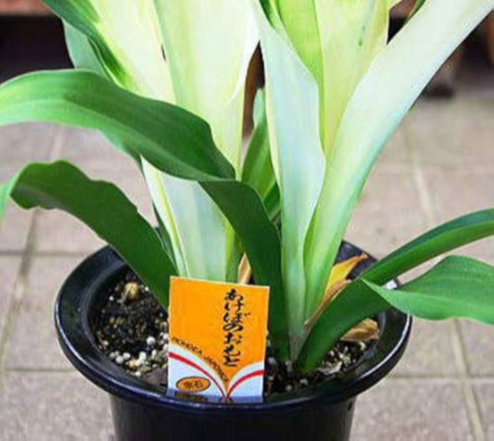 完売　　縁起植物＊希少苗＊大株【斑入りオモト＊万年青】つぼみあり＊新芽どっさり 完売 縁起植物＊希少苗＊大株【斑入りオモト＊万年青】つぼみあり＊