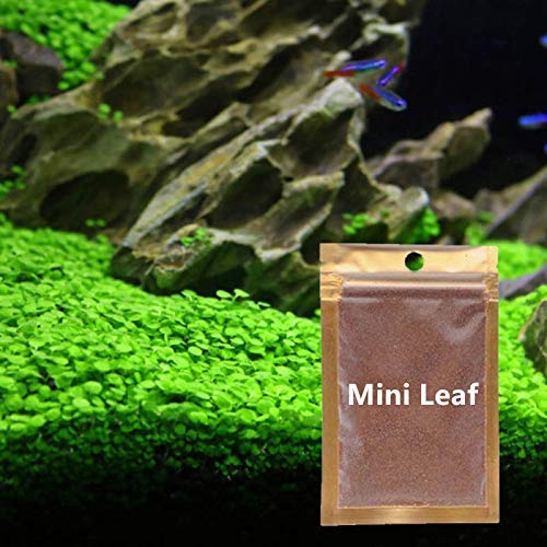 4 Pack Aquarium Grass Plants Seeds (Small Leaf Grass)