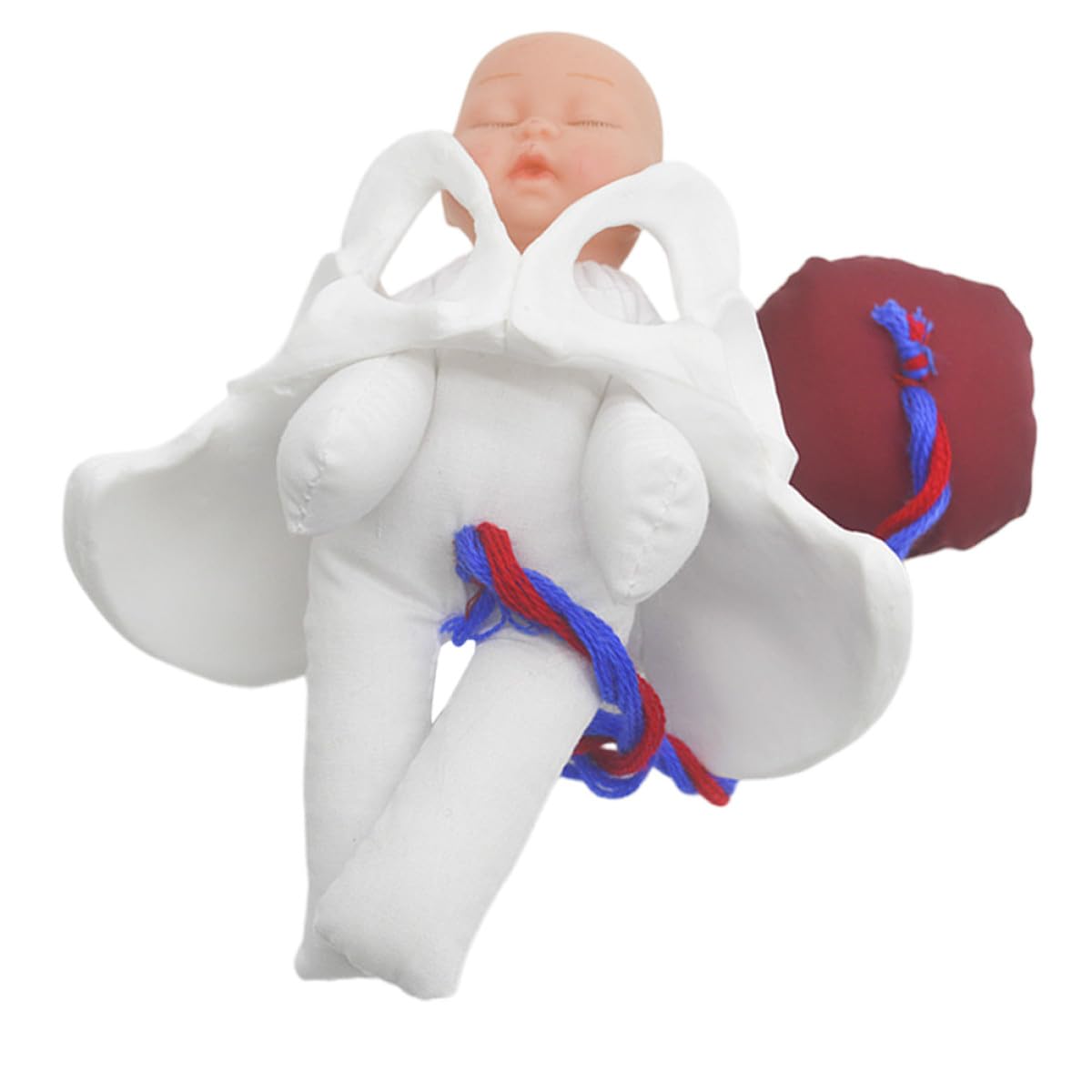 Veemoon Modèle de Bassin Pelvien Féminin Miniature Fœtus, Cordon Ombilical et Placenta – Simulateur de Processus D’accouchement Réaliste pour Formation et Éducation Prénatale