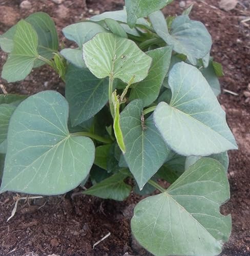 Covington Sweet Potato Slips for Planting Non-GMO Heirloom Orange Flesh High Yield for Home Garden Raised Beds & Containers 5 Slips