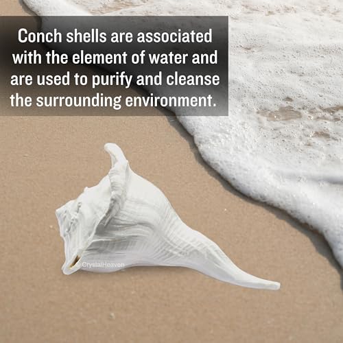 Image of Crystal Heaven Dakshinavarti Shankh Original - 5 to 6 inch inches Large Dakhinabarti Sankha for Puja Original Conch Shell - Natural Dakshinmukhi Shankh for Pooja, Meditation and Gifts