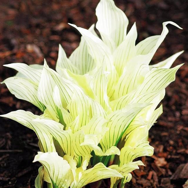 Hosta Funkie Viele Arten und Farben zur Auswahl Knollen Wurzeln Mehrjährige Winterhart Pflanze (White Feather)