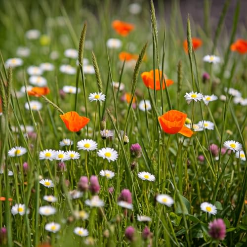 Image of Ferry-Morse Flowering Grass Alternative Seed Mix, 400,000+, 1 lb