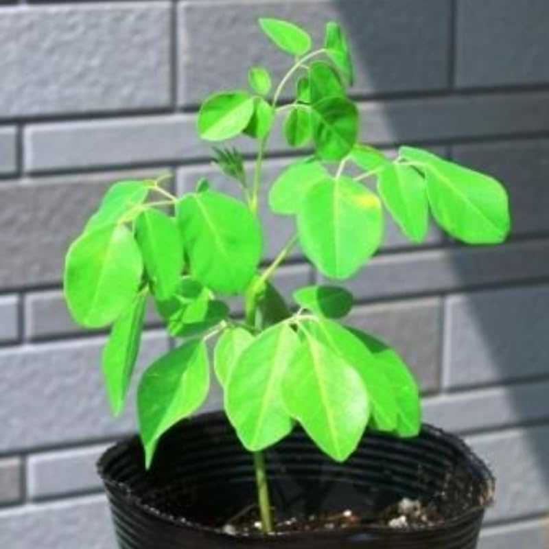 Miniatura 6 de Planta viva de árbol de Moringa, Malunggay 6 a 8 Inc plantas de moringa de altura vivas, árbol de rábano picante con baqueta, plantas de moringa de