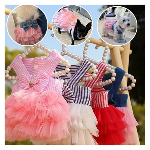Bichon et petit chat tenue de printemps délicate en dentelle - 4