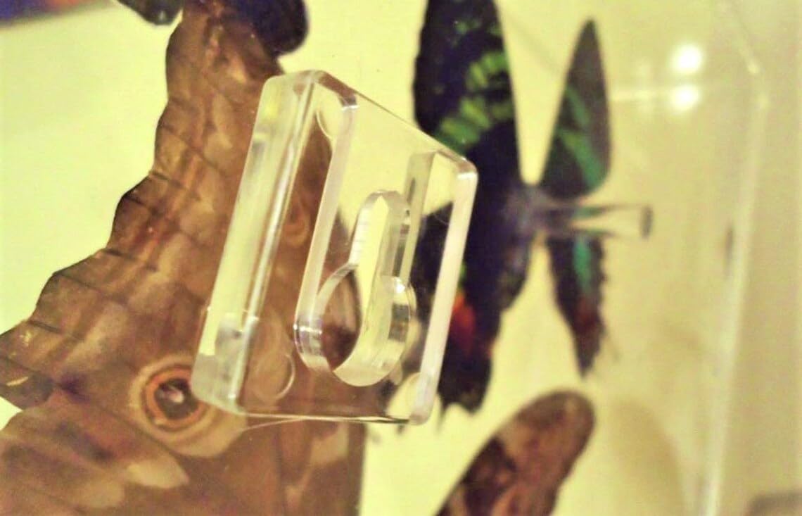 Real Butterfly Display (8"x12"x2") by NATURE ART BUTTERFLIES Butterflies symbolize Hope, Love, Friendship and New Beginnings!