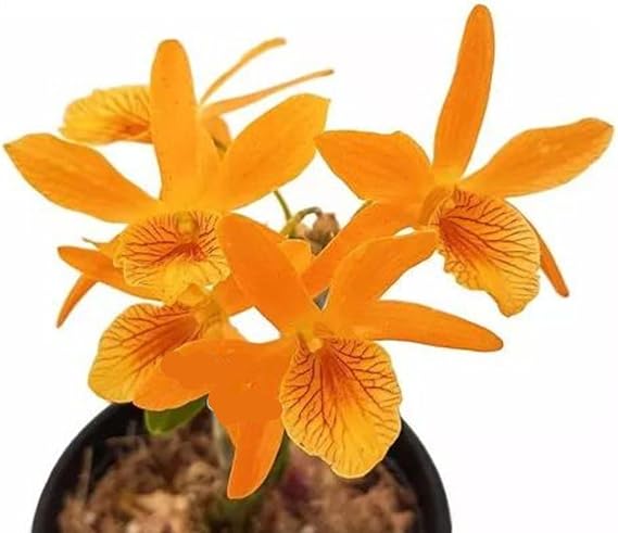 50% OFF - Orquídea Dendrobium Stardust Firebird ! Planta Adulta