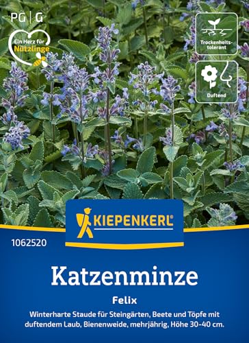 Kiepenkerl Katzenminzesamen Felix 1062520 - Duftende Minze für Steingärten Beete und Töpfe mit duftendem Laub - Blumensamen Saatgut Blumenwiese