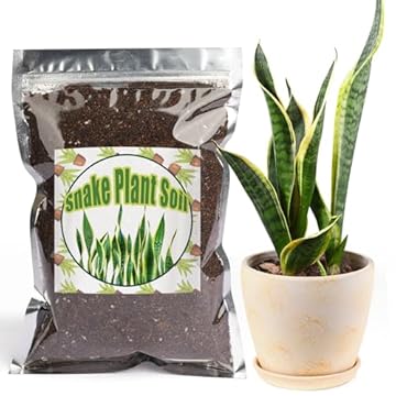The Secret Ingredients for Thriving Snake Plants Indoors 3 best soil for snake plant indoor